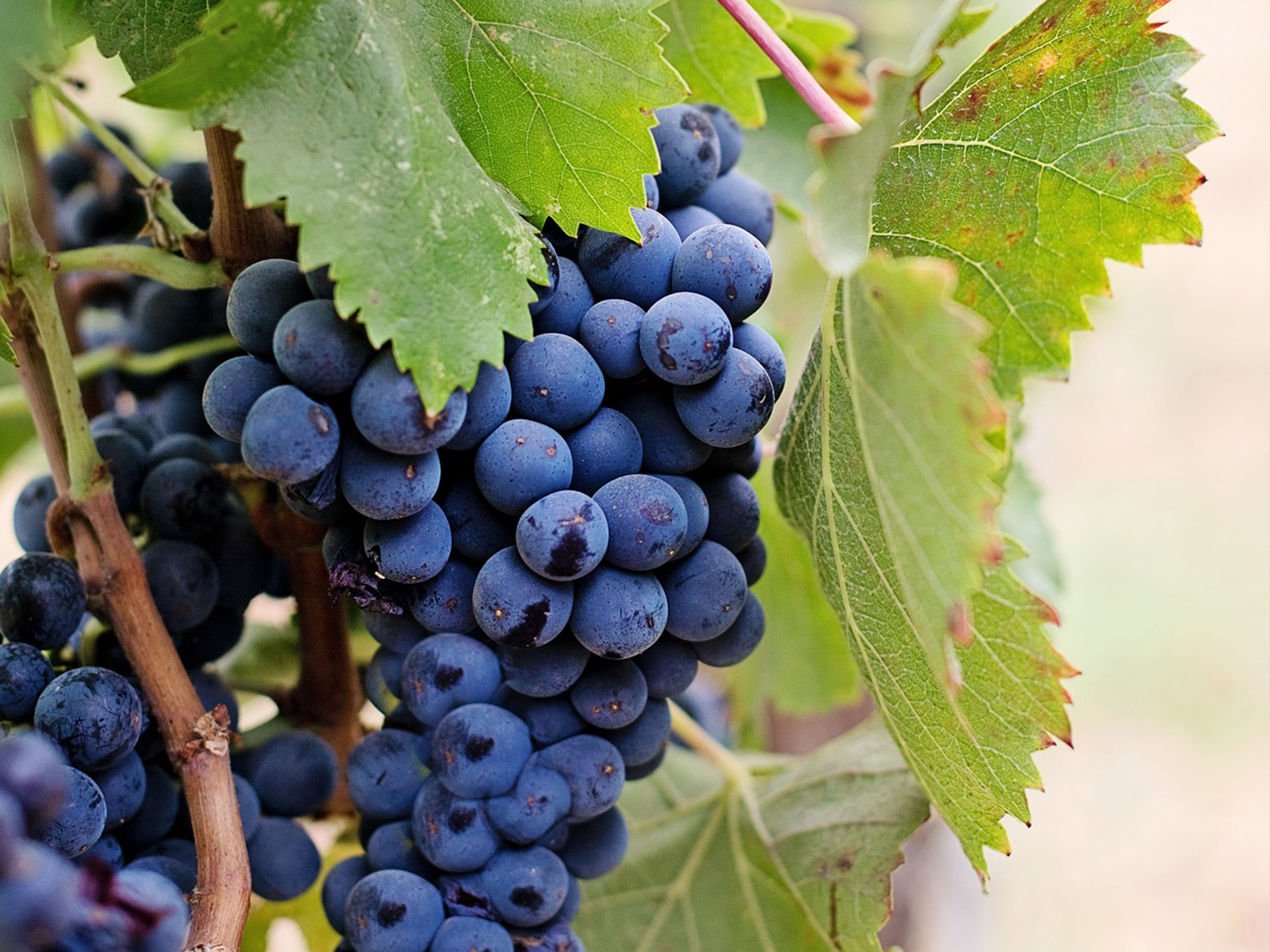 Vino 3