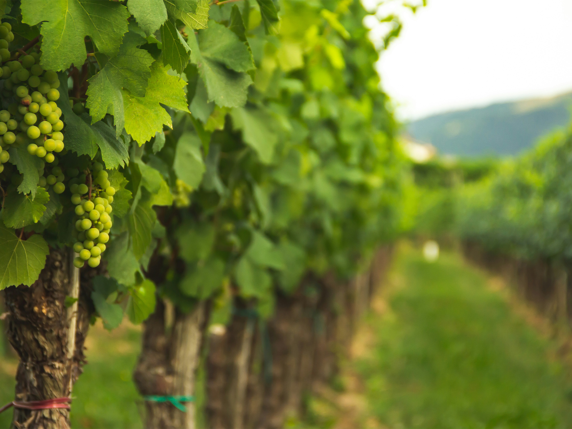 Vino 4